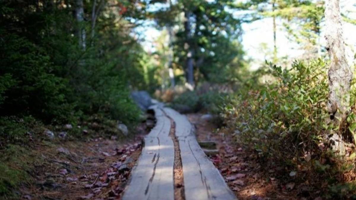 Milei avanza con el saqueo: buscan derogar la ley de tierras para entregar recursos a extranjeros