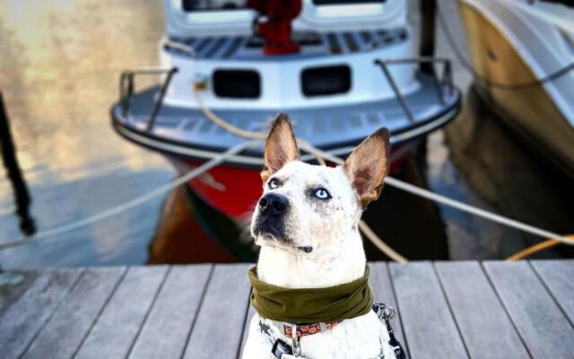 Lo devolvieron al refugio porque ‘no hacía caso’: la verdad es que era sordo y ahora es el perro más obediente