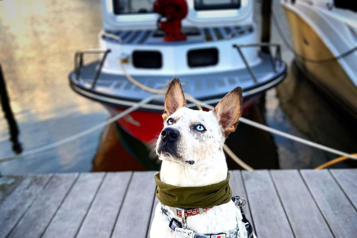 Lo devolvieron al refugio porque 'no hacía caso': la verdad es que era sordo y ahora es el perro más obediente