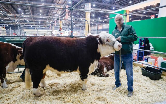 ¡Mundial en Palermo! Toros y vacas de lujo con DT de primera: la Rural explota