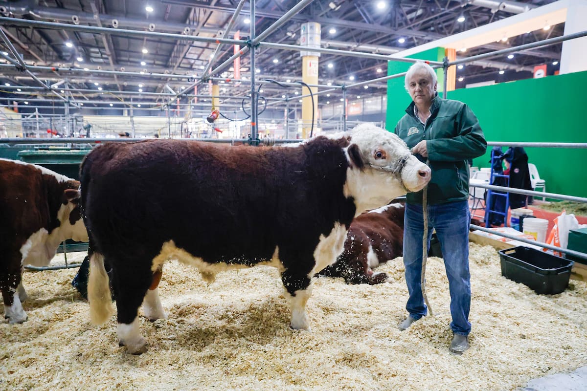 ¡Mundial en Palermo! Toros y vacas de lujo con DT de primera: la Rural explota