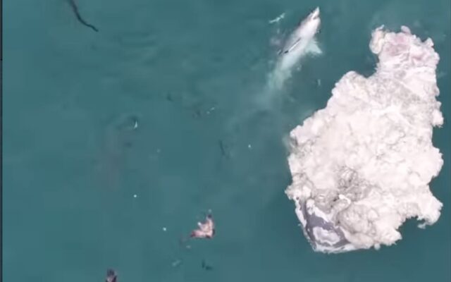 Seis tiburones blancos devoran una ballena en California y encienden las alarmas: piden no meterse al mar