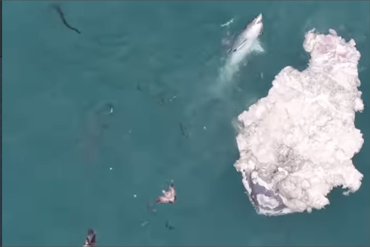 Seis tiburones blancos devoran una ballena en California y encienden las alarmas: piden no meterse al mar