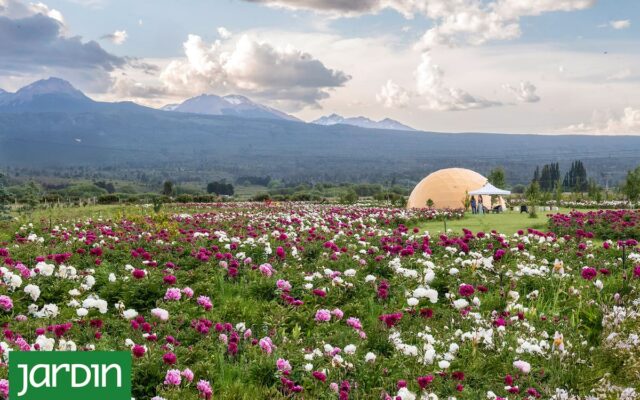 Taiyō: The Patagonian Garden with Over 150,000 Flowers That Opens Only a Few Weeks