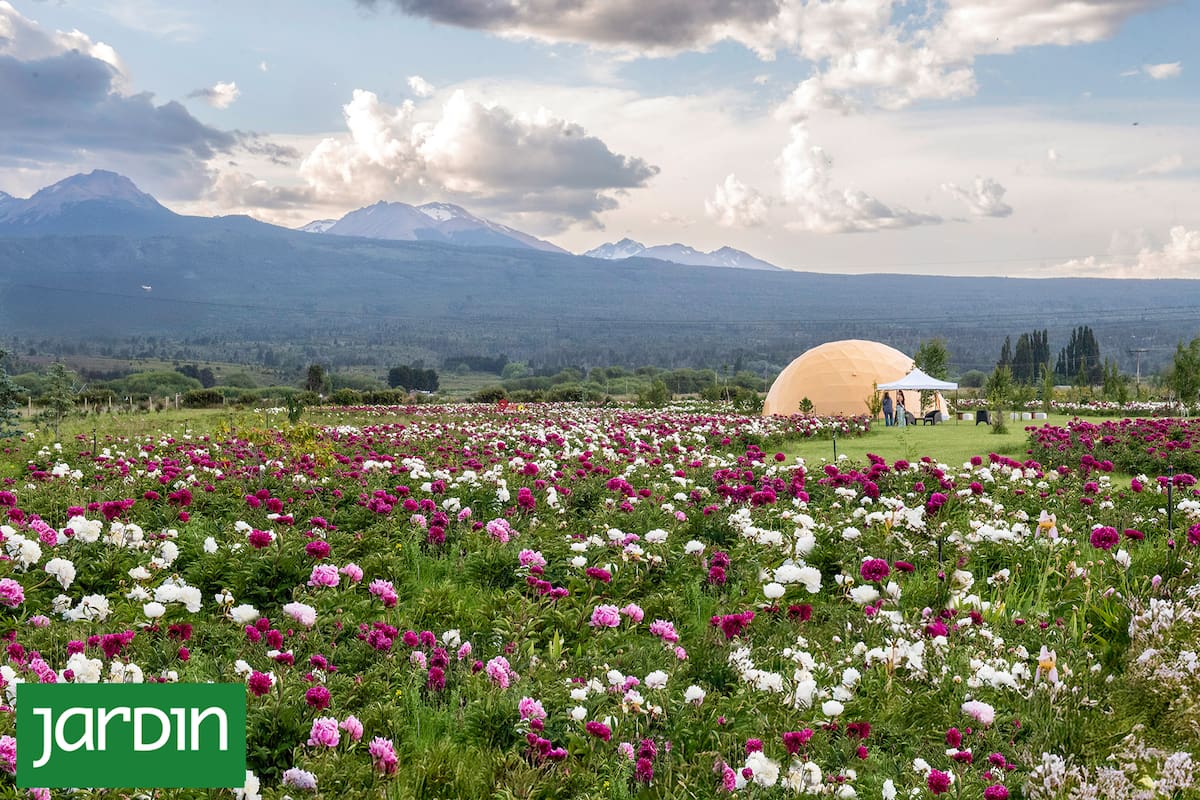 Taiyō: el jardín patagónico con más de 150.000 flores que solo abre unas semanas