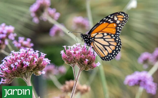 El secreto para que tu jardín explote de mariposas todo el año: no es solo plantar flores