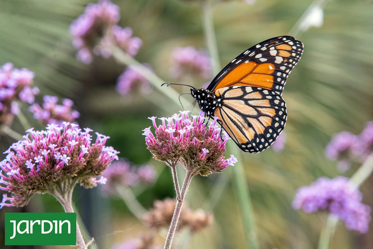 El secreto para que tu jardín explote de mariposas todo el año: no es solo plantar flores