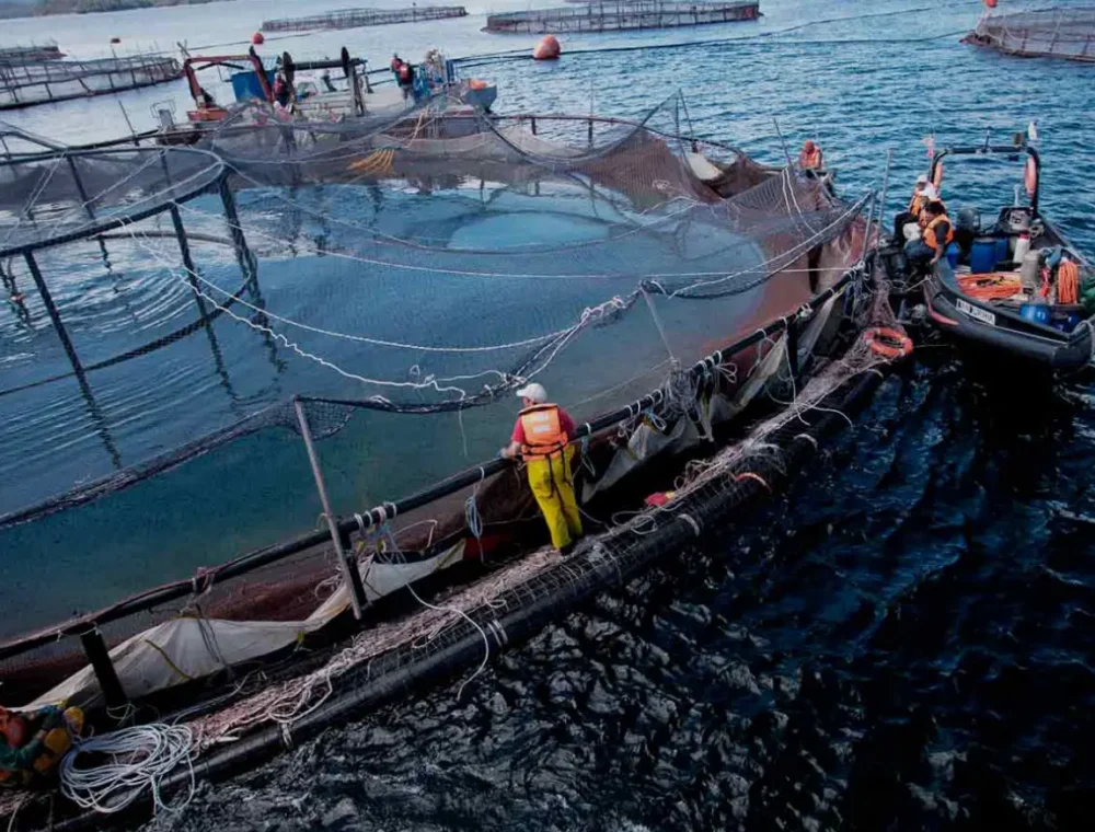 Malvinas: consultation on salmon farming and protest over HMS Medway