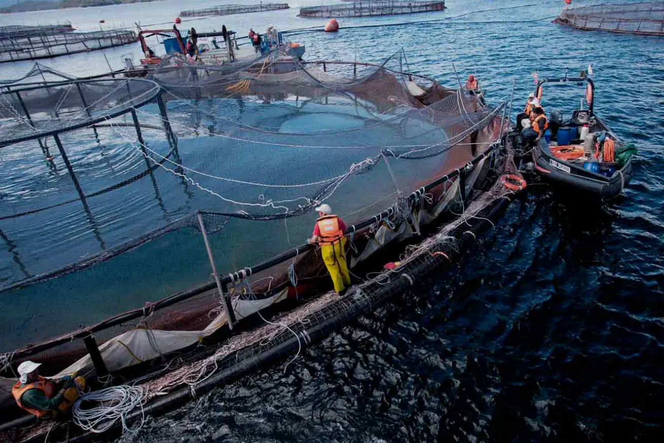Malvinas: consulta sobre salmonicultura y protesta por HMS Medway