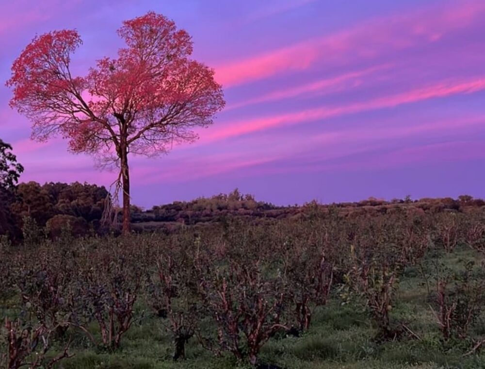 Lapacho Rosa: la marca de yerba que nació de un árbol que no pudieron talar