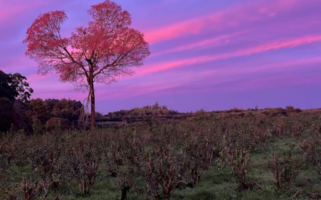 Lapacho Rosa: la marca de yerba que nació de un árbol que no pudieron talar