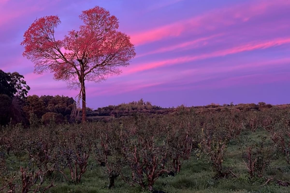 Lapacho Rosa: la marca de yerba que nació de un árbol que no pudieron talar