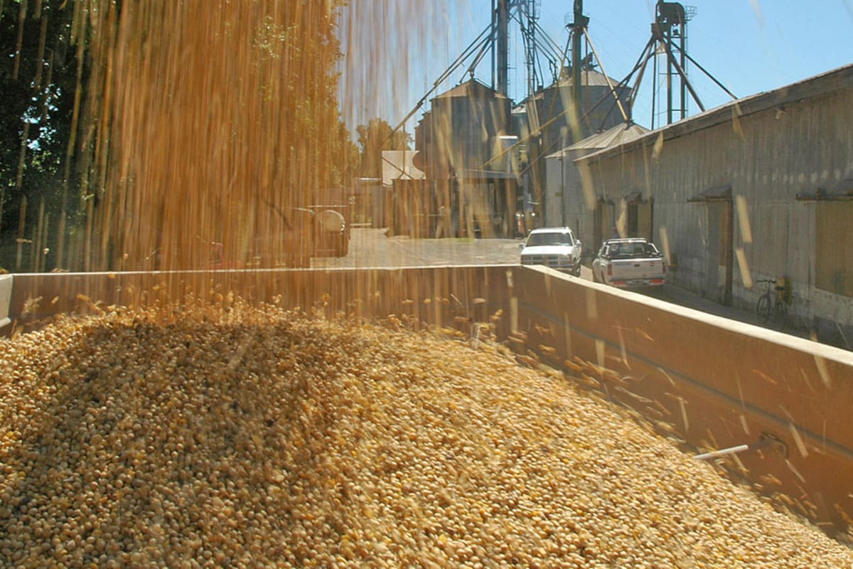 Retenciones a la soja: el costo para los productores y el debate por su eliminación